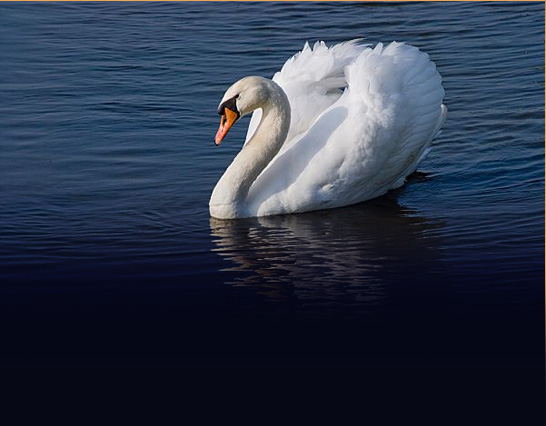 img swan